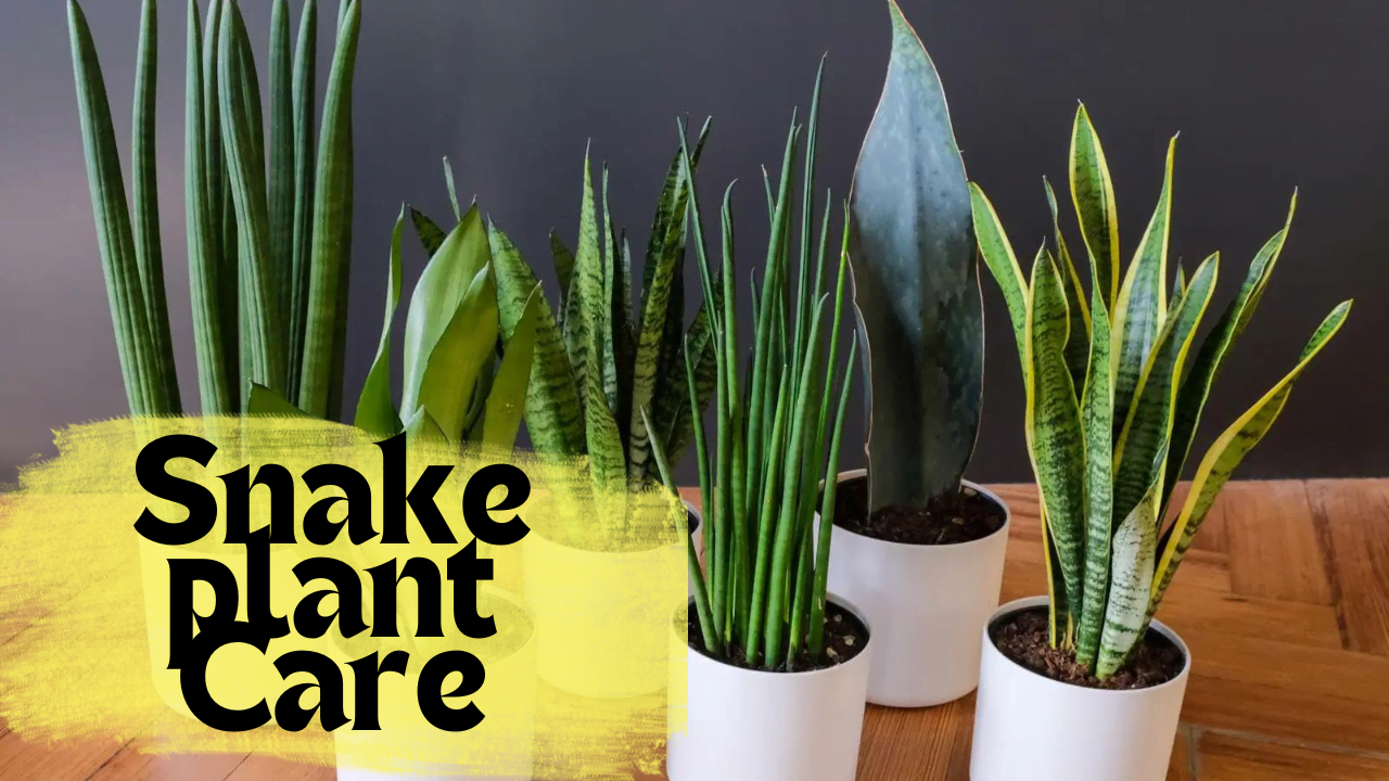Snake Plant care and grow Guide