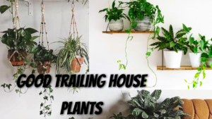 Top 10 Fastest growing good trailing house plant