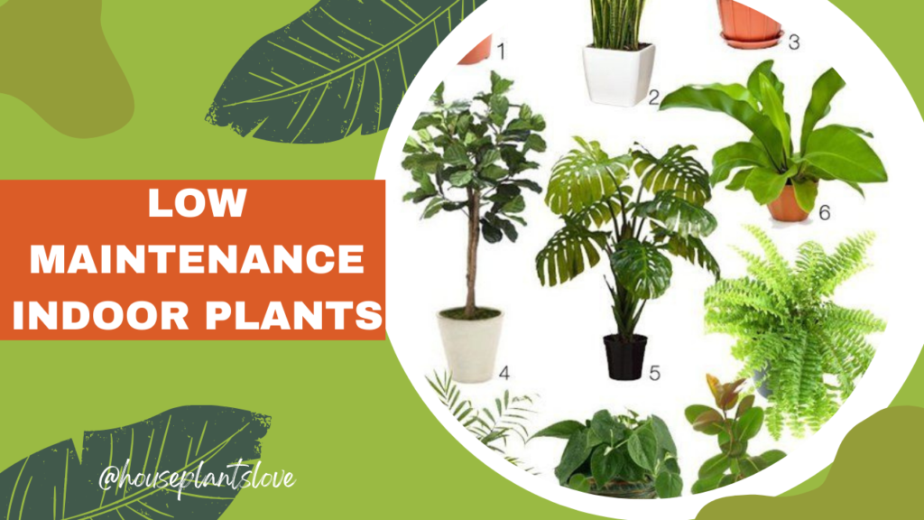 Low Maintenance Indoor Plants