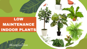 Top 10 Low Maintenance Indoor house Plants