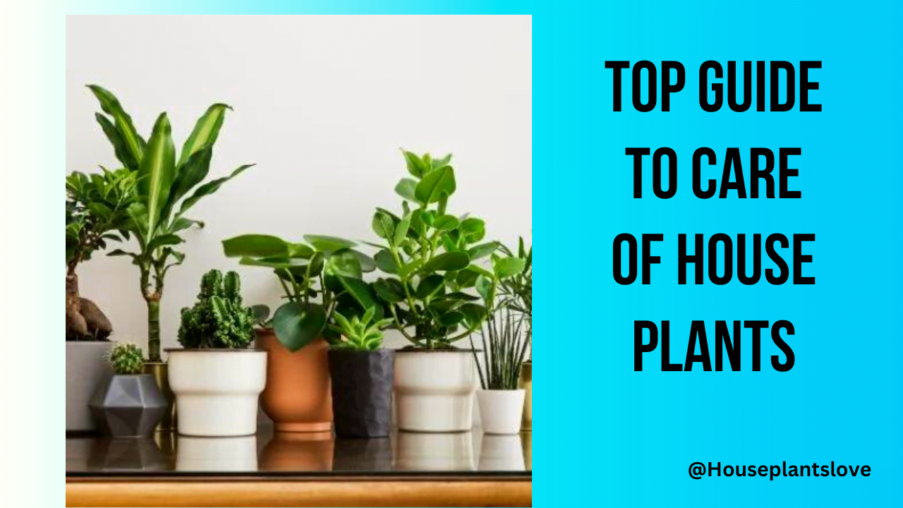 Top Guide Houseplants care, benefits, soil , pots