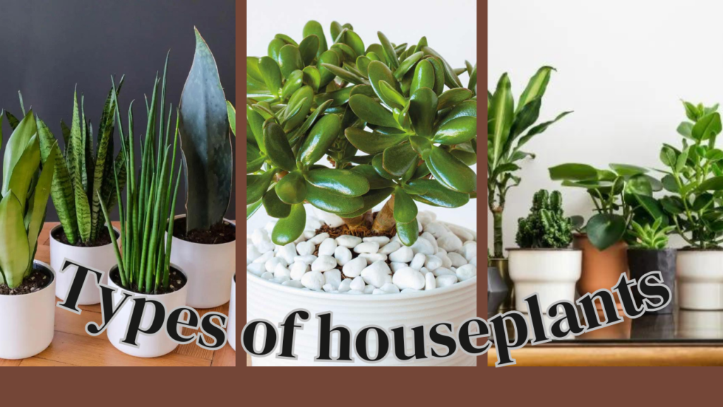 Types of houseplants or Indoor Plants