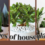 Types of houseplants or Indoor Plants