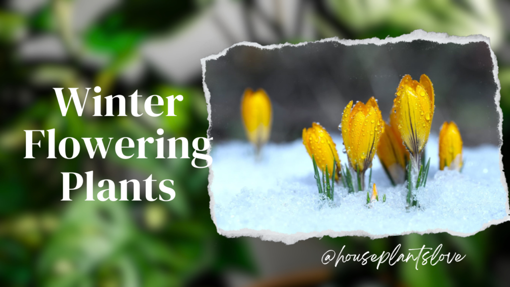 Winter Flowering Plants for pot and bedding for garden