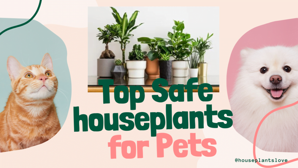 top indoor plants safe for pets like dog and cat