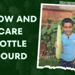 How to Grow Bottle Gourd (Lauki) From Seed to Plant in the UK, Europe, or the United States, Planting in a container, uses, Essential care Tips about natural and hand pollination, identification of male and female flowers