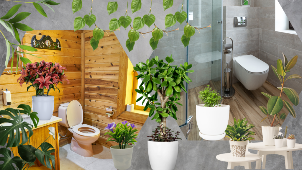 Top 15 Houseplants for Bathrooms with No Window and No light Space