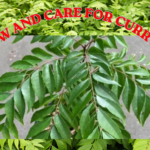 How to Grow and Care for Curry Leaf Plants and Trees