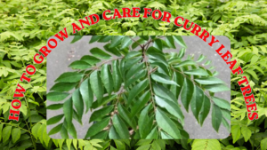 How to Grow and Care for Curry Leaf Plants and Trees