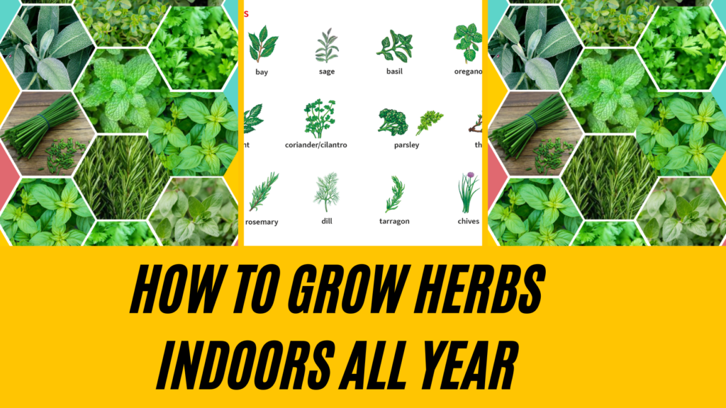 How to Grow Herbs Indoors All Year