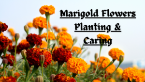 How to Plant and Grow and care Marigold Flowers, Description, Species, Uses, & Facts, color, seed, family, classification