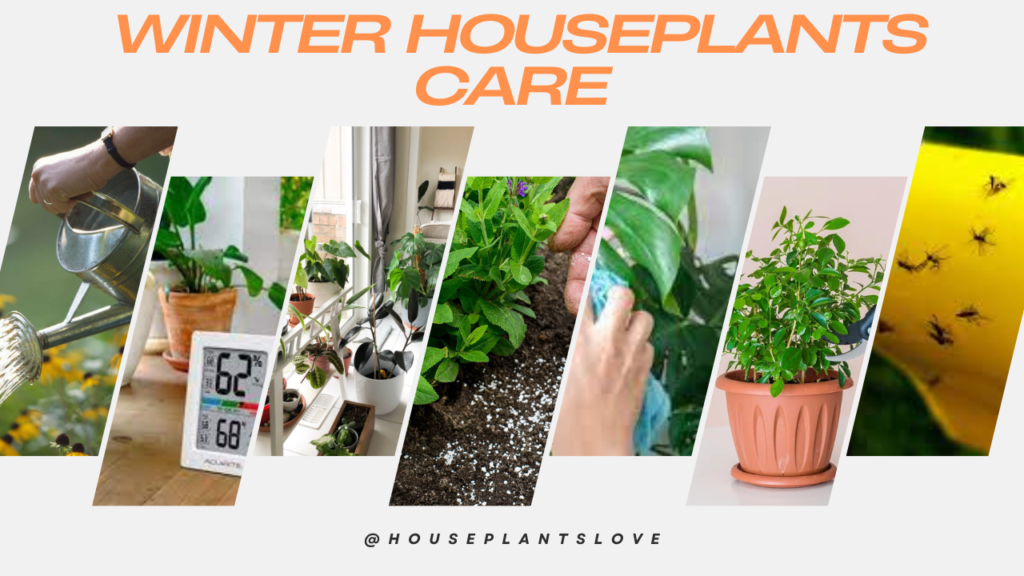 Winter Care Tips For Houseplants or indoor plants