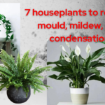 7 houseplants to remove mould, mildew, and condensation