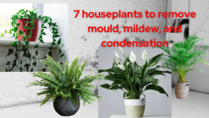 7 houseplants to remove mould, mildew, and condensation