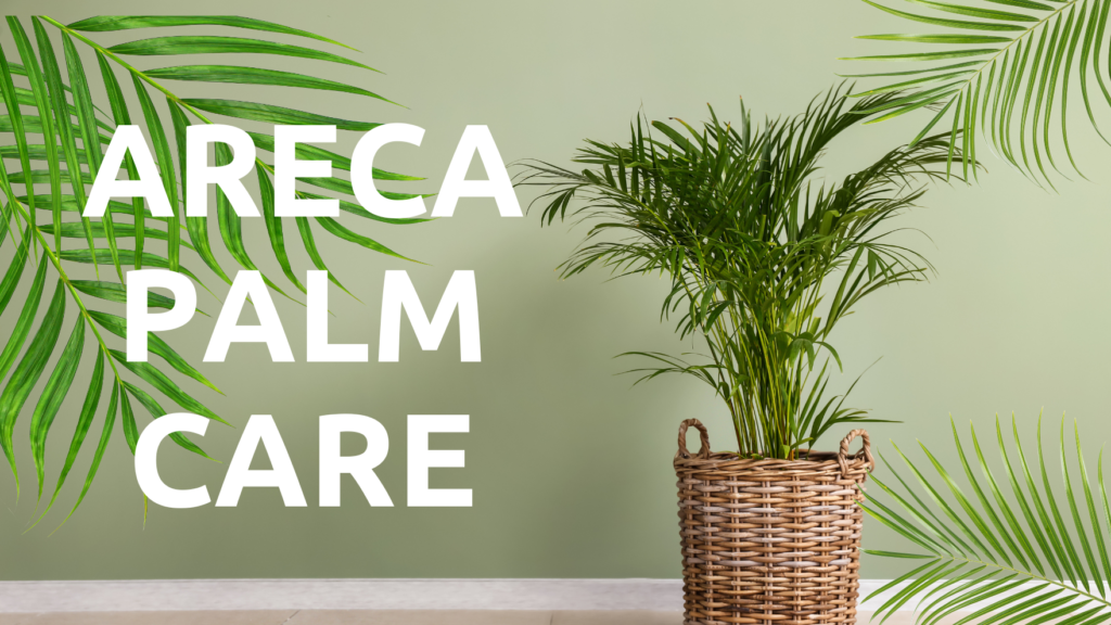 Areca Palm Guide to Growing and Caring, common pests and diseases, treatment, types, Signs of Dying or Common Problems 