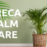 Areca Palm Guide to Growing and Caring, common pests and diseases, treatment, types, Signs of Dying or Common Problems