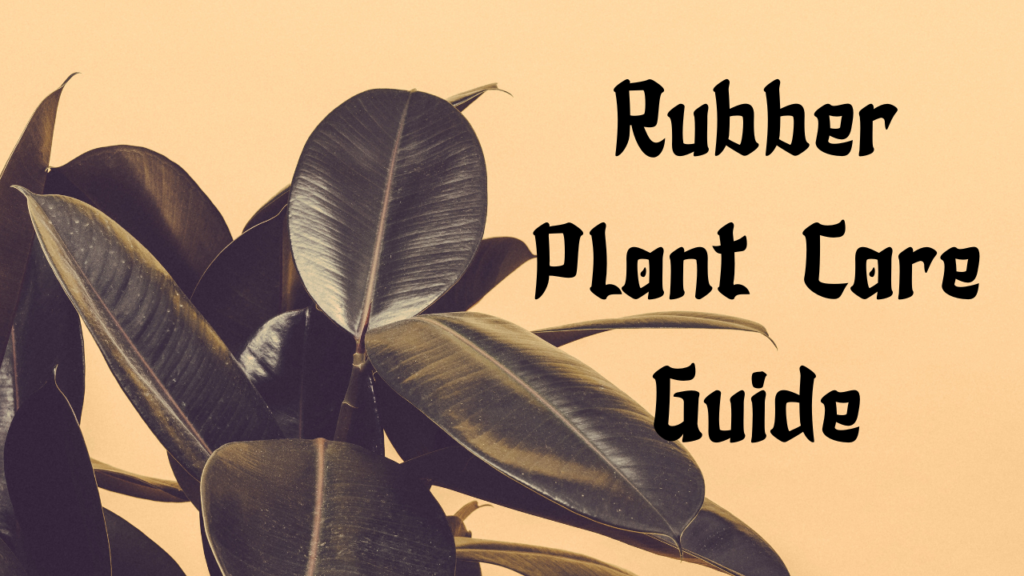 rubber plant care Guide