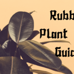 rubber plant care Guide