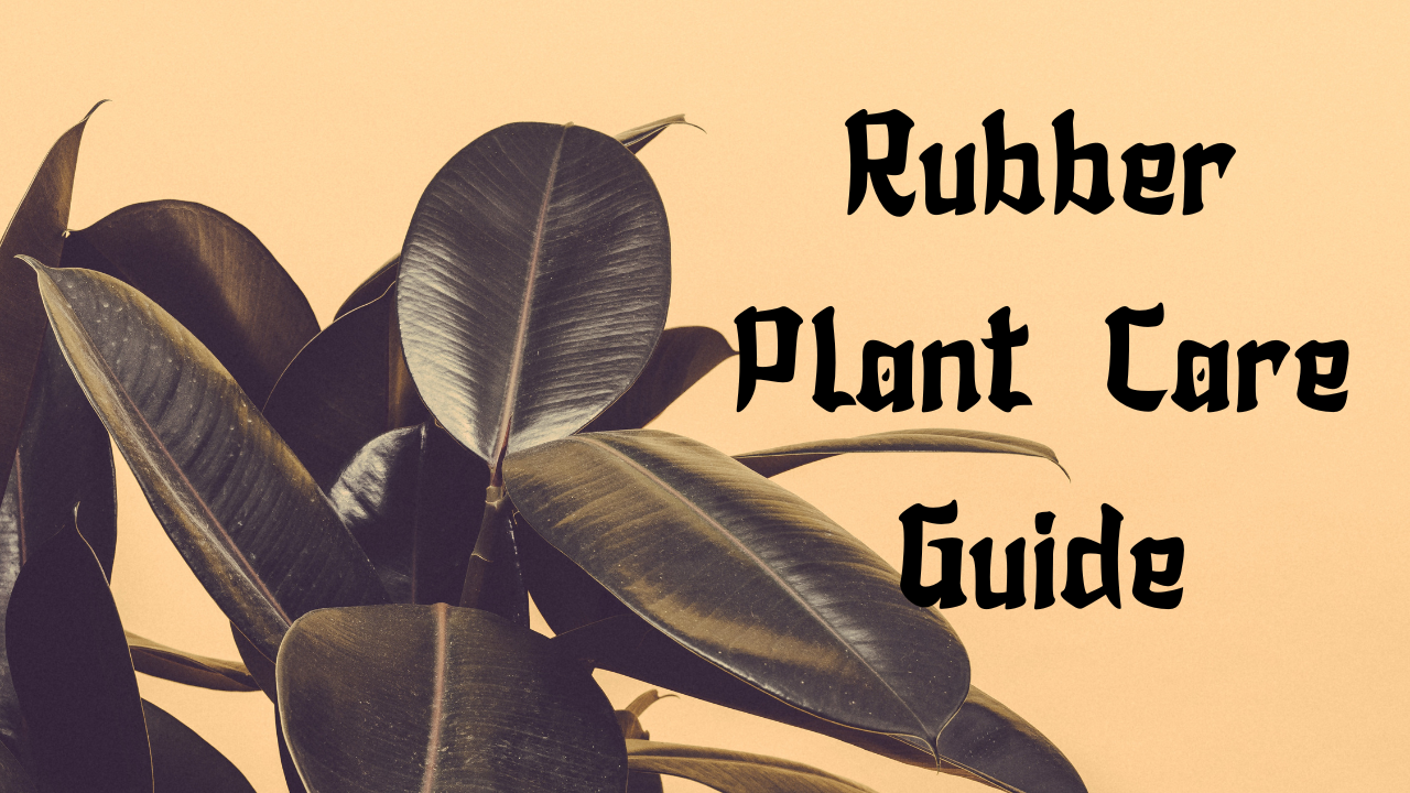 Rubber Plant Care Guide 