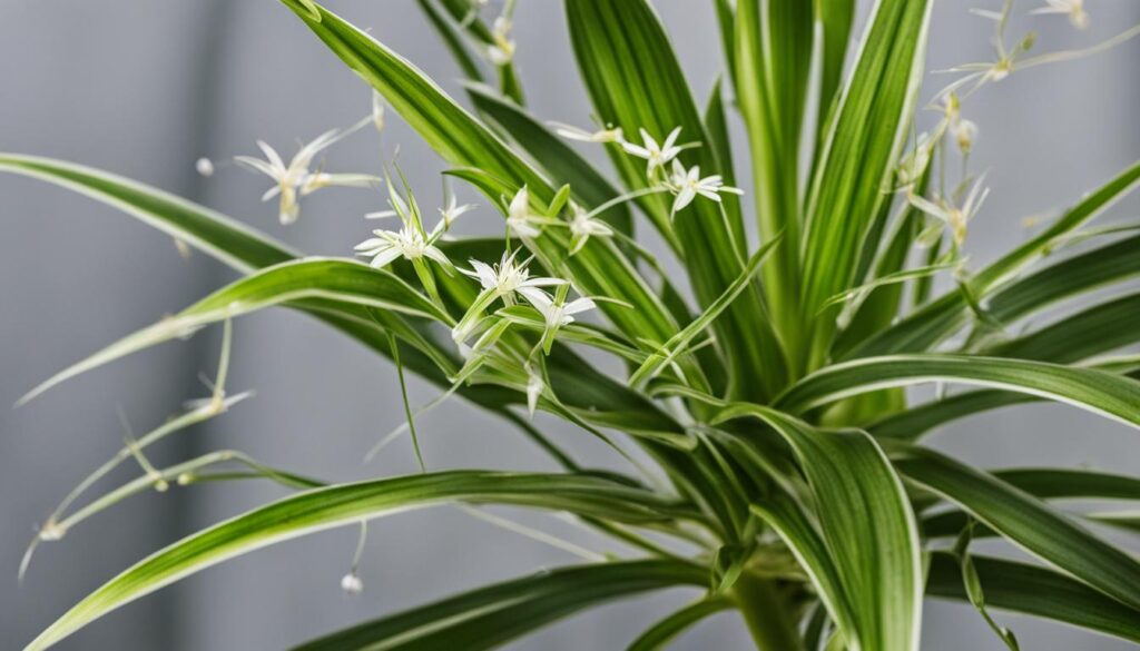 Spider Plant Pests