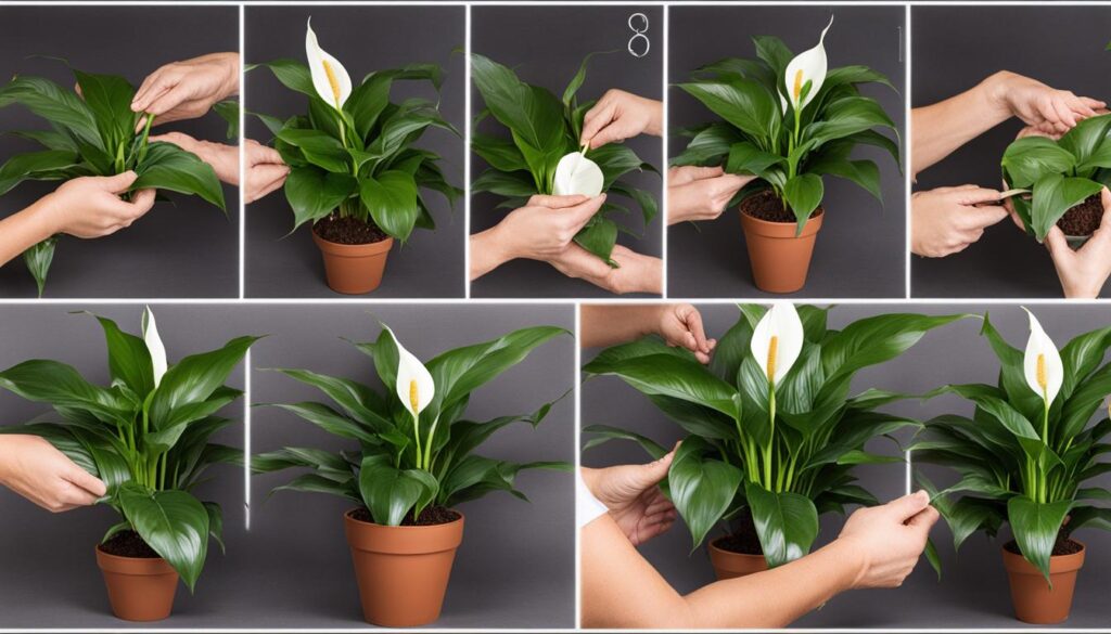 how to plant peace lilies