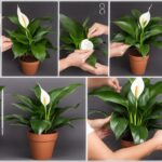 how to plant peace lilies