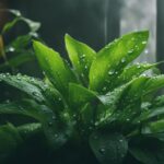 raise humidity for house plants, Increasing Humidity for Indoor Plants