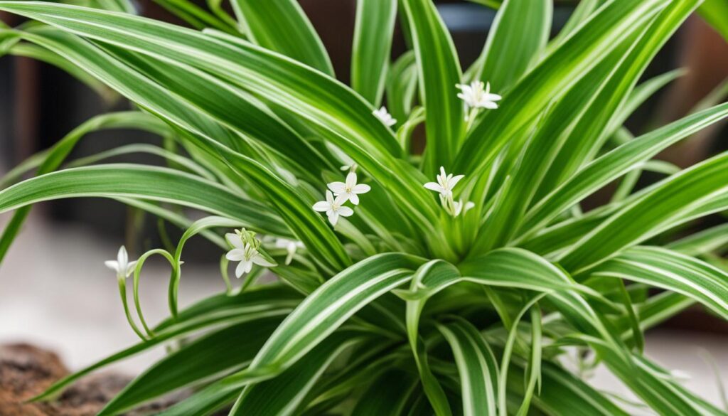 spider plant, grow, care, baby, propogation, pests, treatments, common issue