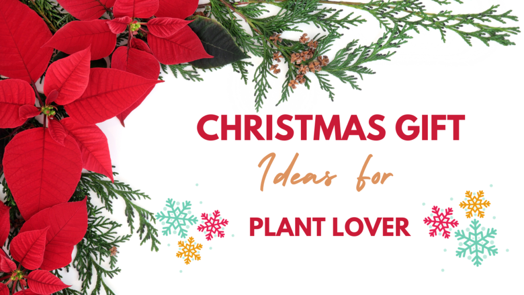 Best 7 Plants Christmas Gift Idea For Plant Lovers