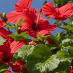 insect pests of hibiscus
