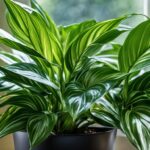 Chinese Evergreen, Aglaonema Indoor plant grow, care, type, Water, Soil