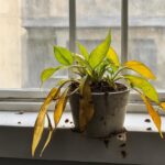 Houseplant Problem, solution, how to fix them