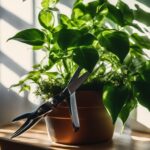 Houseplant pruning, Importance, How Often, when, tool, How much